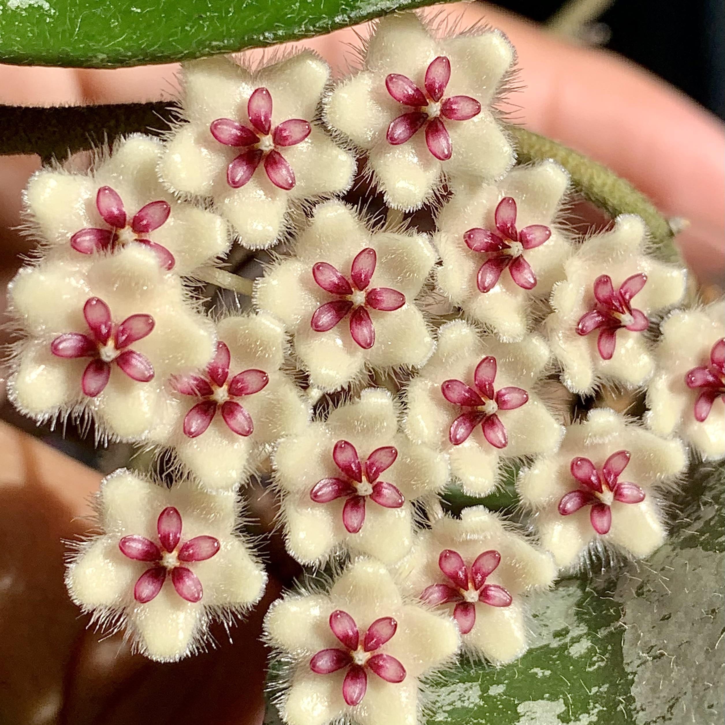 Hoya phuwuaensis
