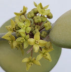 Xerosicyos danguyi (Strieborná mincovňa)