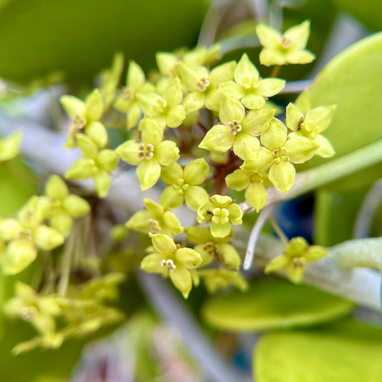 Xerosicyos danguyi (Silver Dollar Plant)