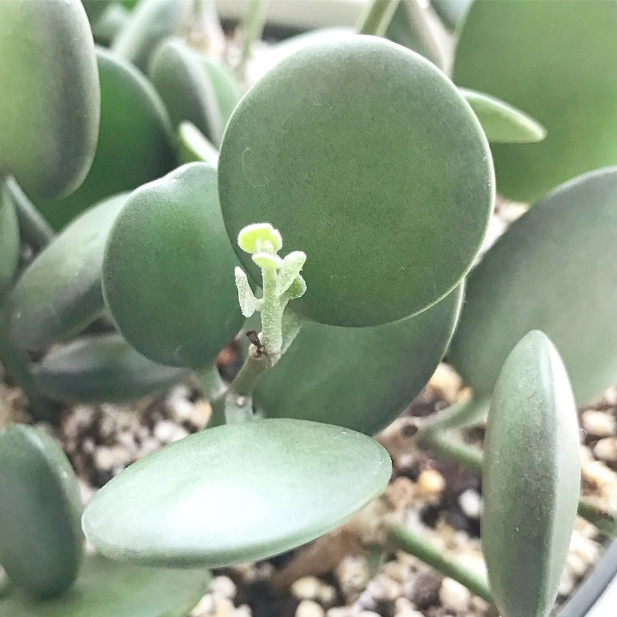 Xerosicyos danguyi (Plante Dollar d'Argent)