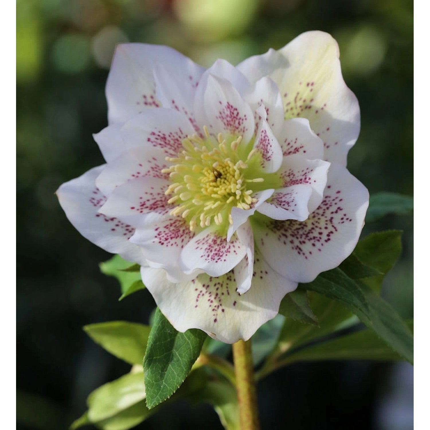 Helleborus orientalis Double White - spanz cu flori duble