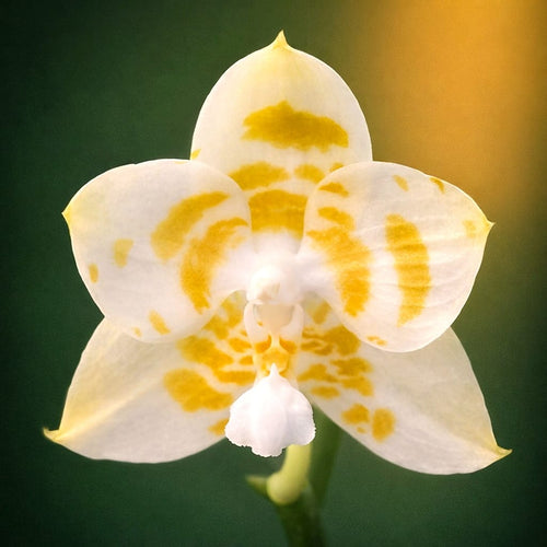 Phalaenopsis Yaphon Love Song „Green Giant“