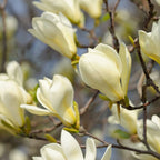 Magnolia 'Yellow Lantern' - fragrant yellow flowers