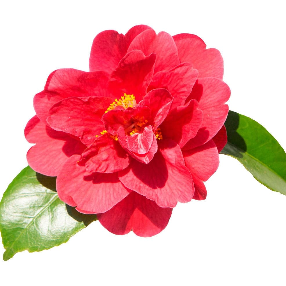 Camellia japonica 'Yosemite Red'
