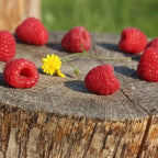 Zmeur pitic - Rubus idaeus Lowberry® 'Little Sweet Sister'® (cultura biologica)