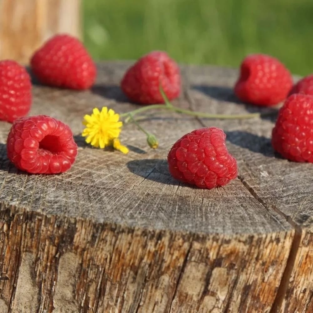 Zmeur pitic - Rubus idaeus Lowberry® 'Little Sweet Sister'® (cultura biologica)