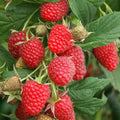 Zmeur - Rubus idaeus 'Ottawa'