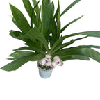 Zygopetalum dayanum ( Pescatoria dayana) - flori parfumate - exemplare mari