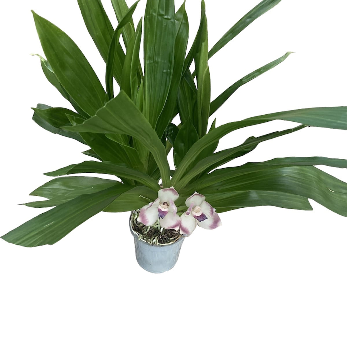 Zygopetalum dayanum (Pescatoria dayana) - duftende Blumen - große Exemplare