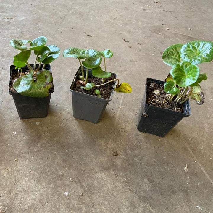 Asarum europaeum (European Wild Ginger)