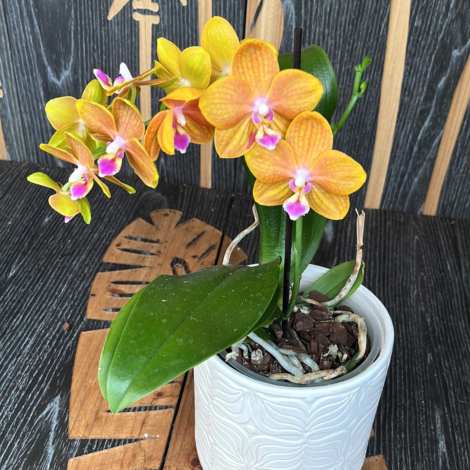 Phalaenopsis PH209