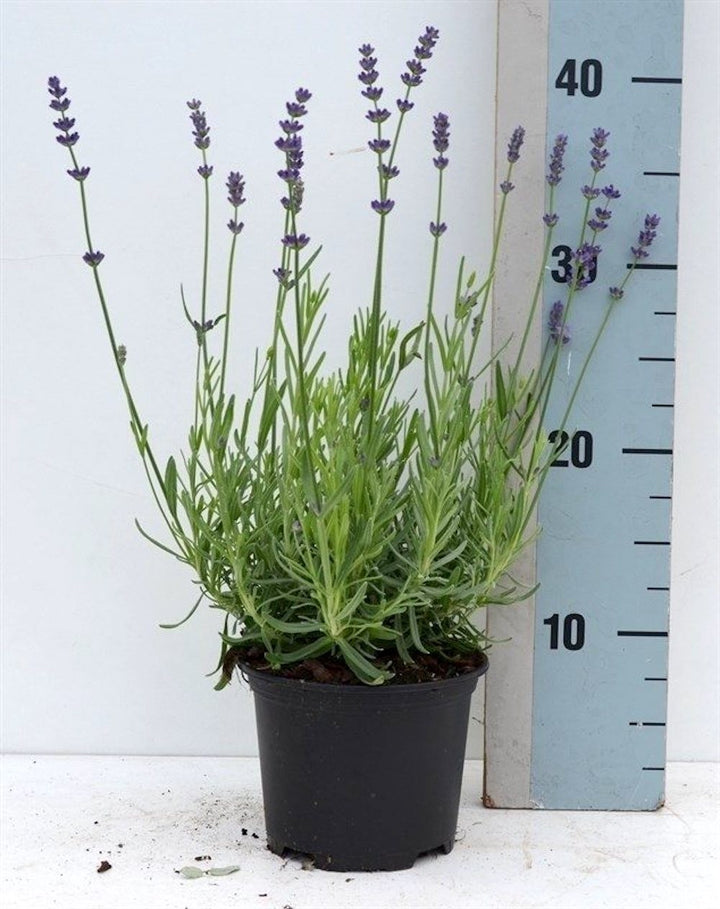 Lavanda in ghiveci - Lavandula Angustifolia