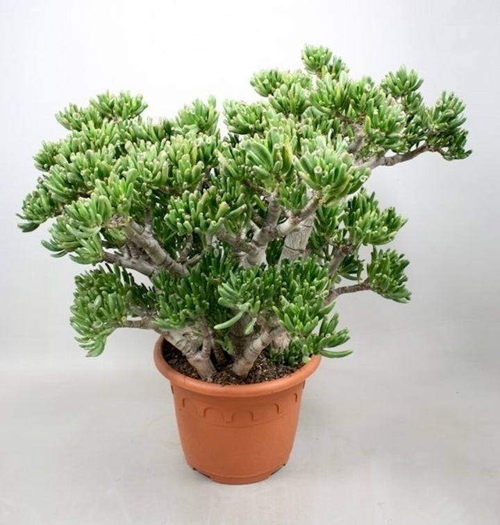 Crassula ovata copacel, arborele banilor de vanzare la cel mai bun pret!