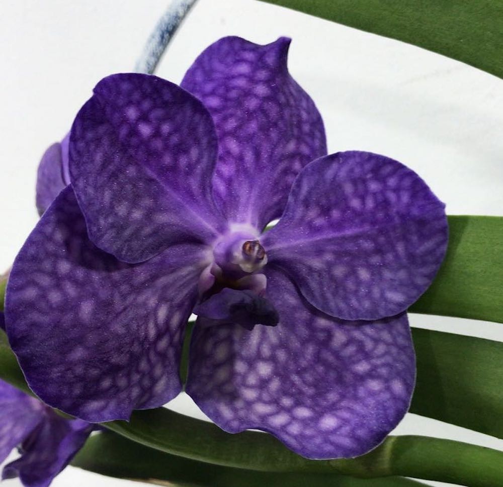 Orhidee Vanda Blue -  disponibila in magazin sau online, la pret special!