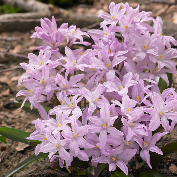 Chionodoxa rosea (Scilla rosea)