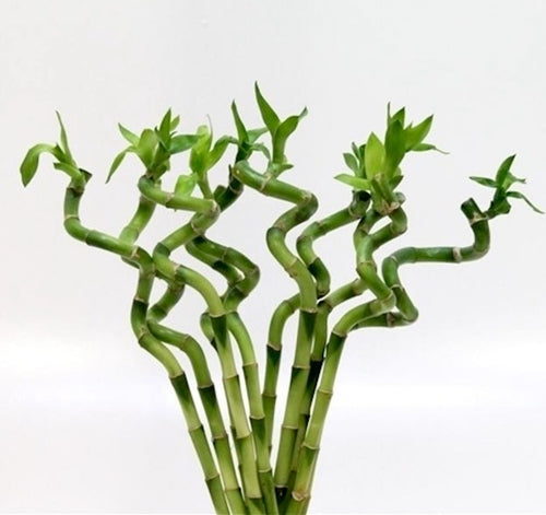cuantos lucky bamboo hay que tener Lucky Bamboo – bambú de la suerte por tallo, símbolo de equilibrio y p – Secret Garden Plant Shop