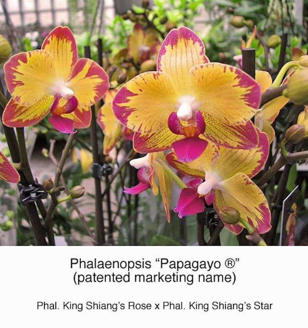 Orhidee Phalaenopsis Papagayo (Phal. King Shiang's Rose x Phal. King Shiang's Star)