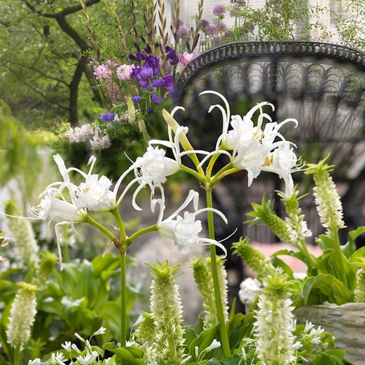 Hymenocallis festalis - Crinul Paianjan