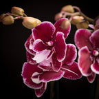 Orhidee Phalaenopsis Big Lip de vanzare, la pret imbatabil, cu livrare!