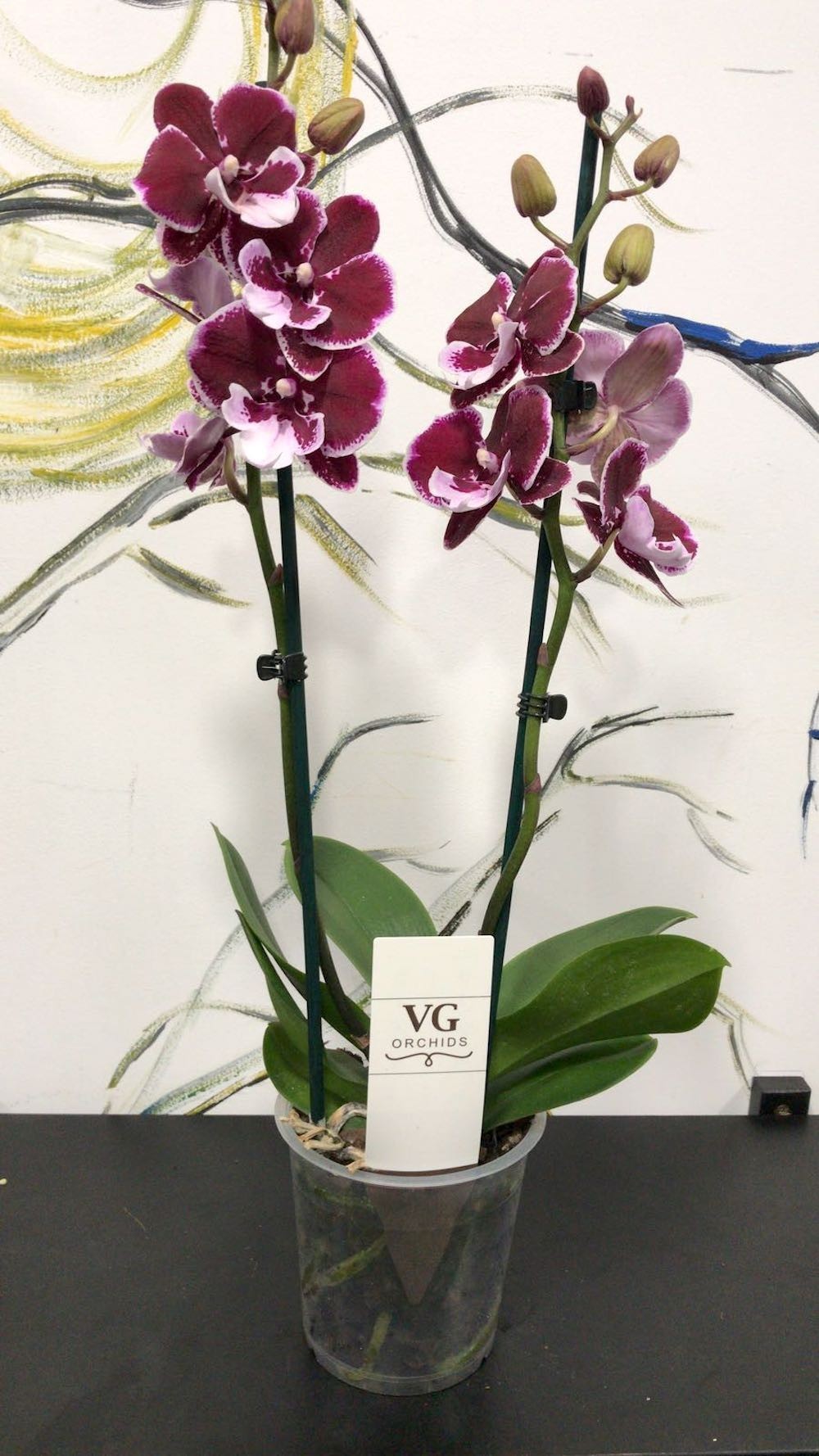 Orhidee Phalaenopsis Big Lip de vanzare, la pret imbatabil, cu livrare!