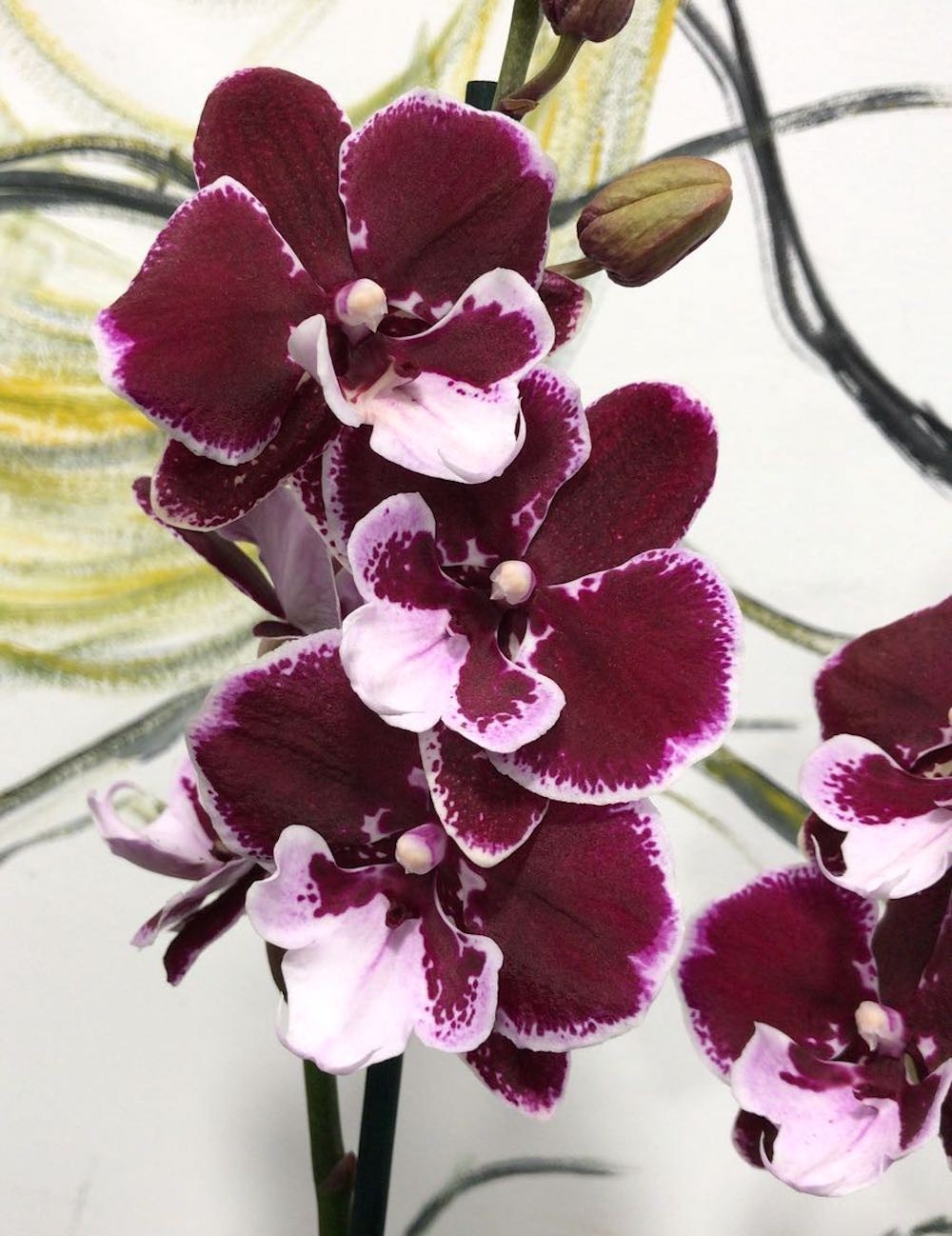 Orhidee Phalaenopsis Big Lip de vanzare, la pret imbatabil, cu livrare!