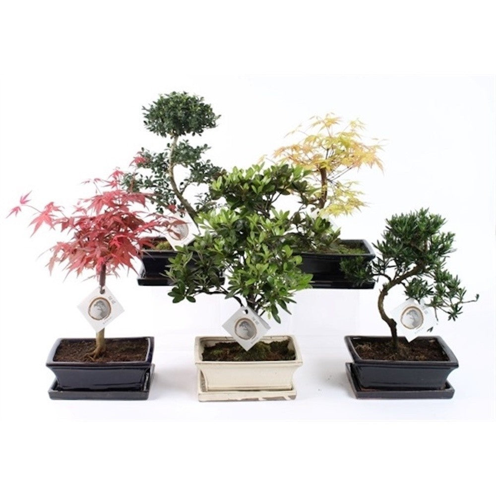 Mix de specii de Bonsai de exterior, disponibile online, pret imbatabil