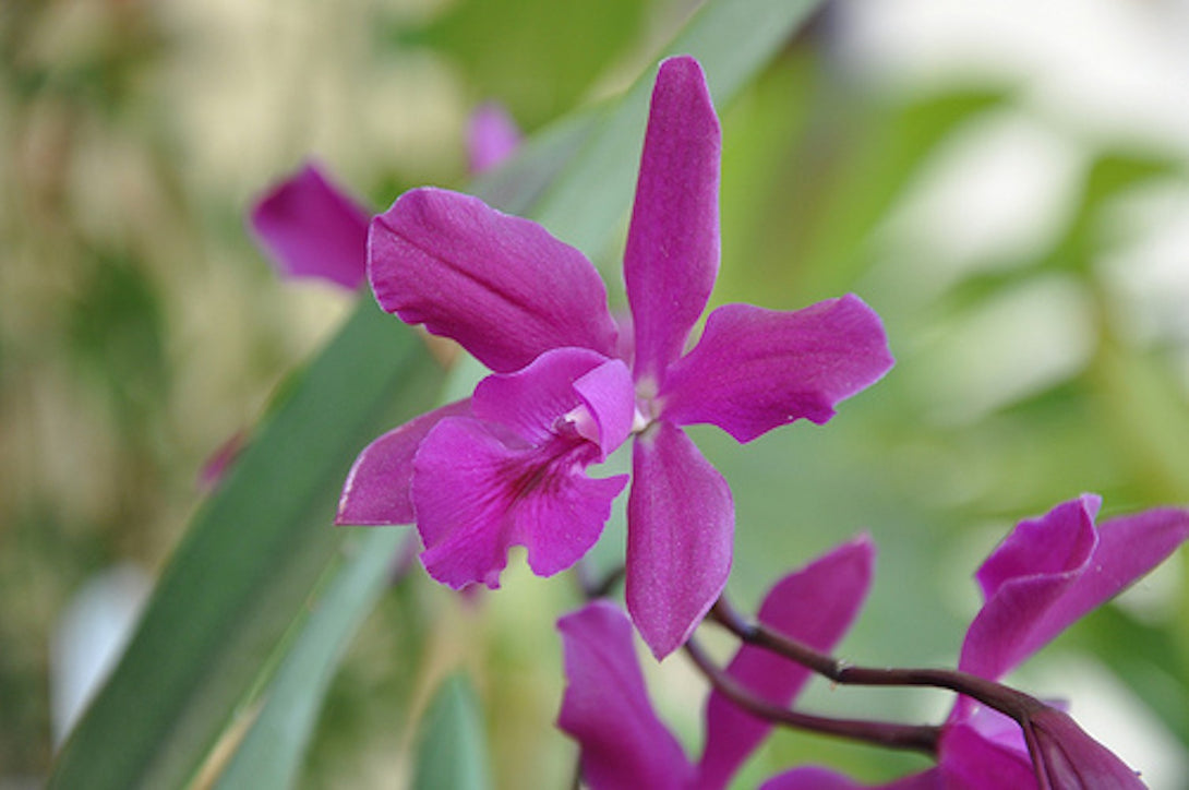 Orhidee Epicattleya -  Catyclia Plicaboa, de vanzare in magazin sau online.