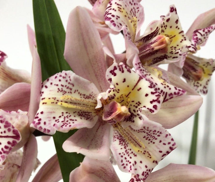 Orhidee Cymbidium bicolora Italy Spot, disponibila online, pret special