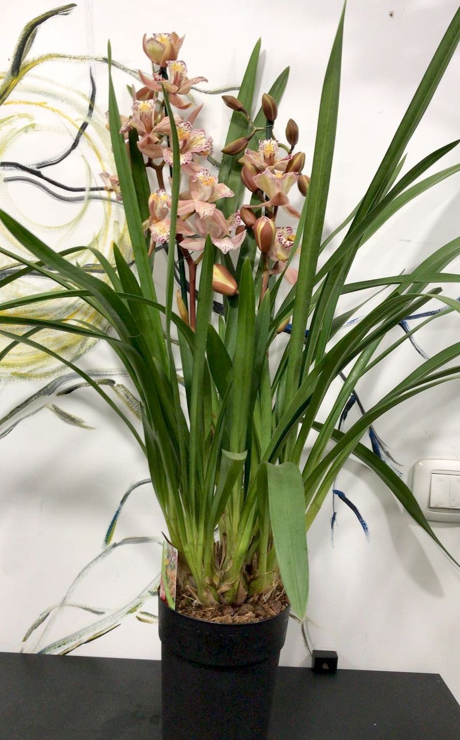 Orhidee Cymbidium bicolora Italy Spot, disponibila online, pret special