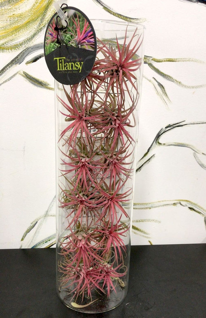 Aranjamente plante aeriene rosii, Tillandsia AirPlant, disponibil online, pret special