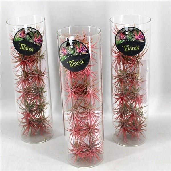 Aranjamente plante aeriene rosii, Tillandsia AirPlant, disponibil online, pret special
