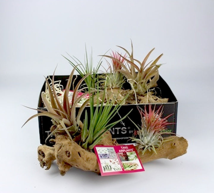 Aranjamente plante aeriene, Tillandsia AirPlant, disponibil online, pret special