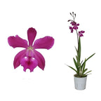 Orhidee Epicattleya -  Catyclia Plicaboa, de vanzare in magazin sau online.