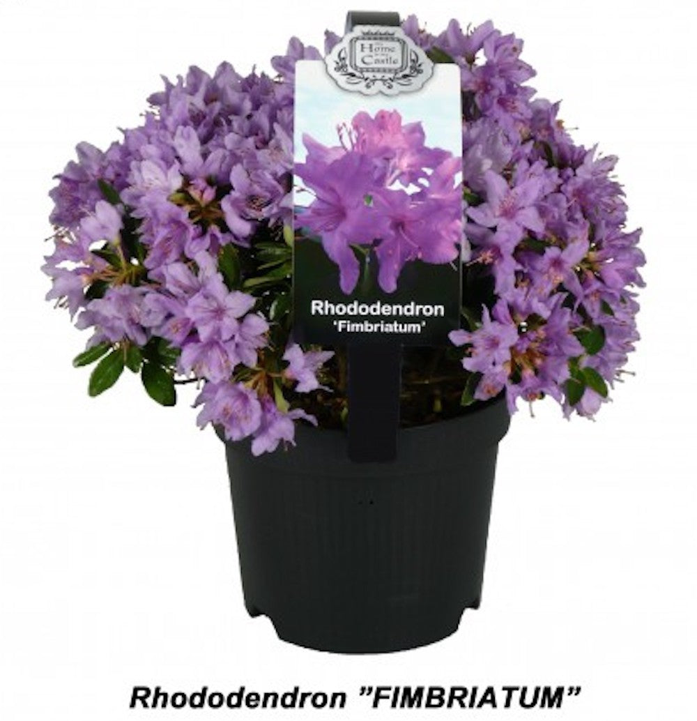 Azalee de gradina - Rhododendron de gradina, culori speciale, online, pret special