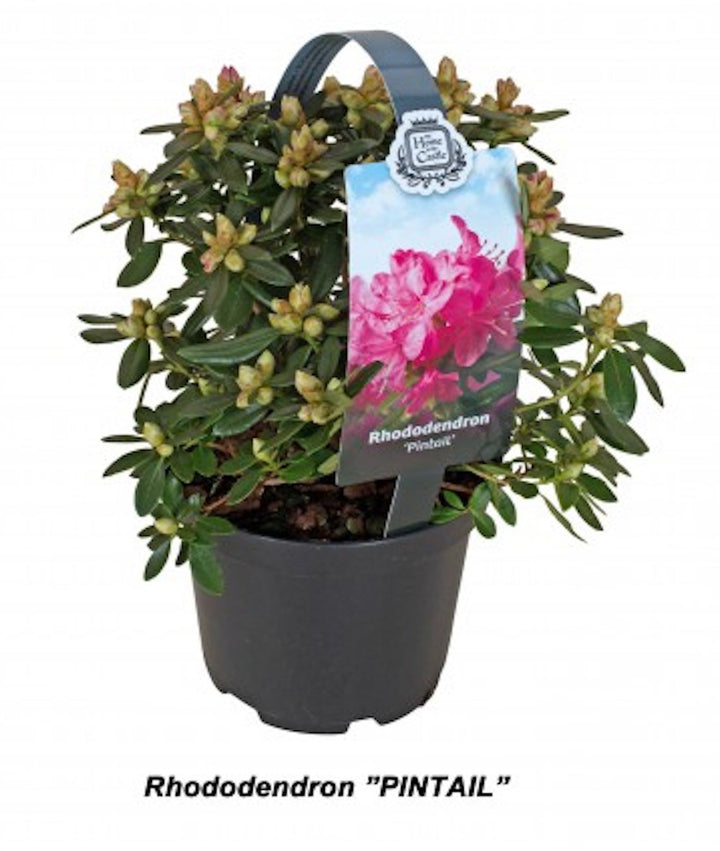 Azalee de gradina - Rhododendron de gradina, culori speciale, online, pret special