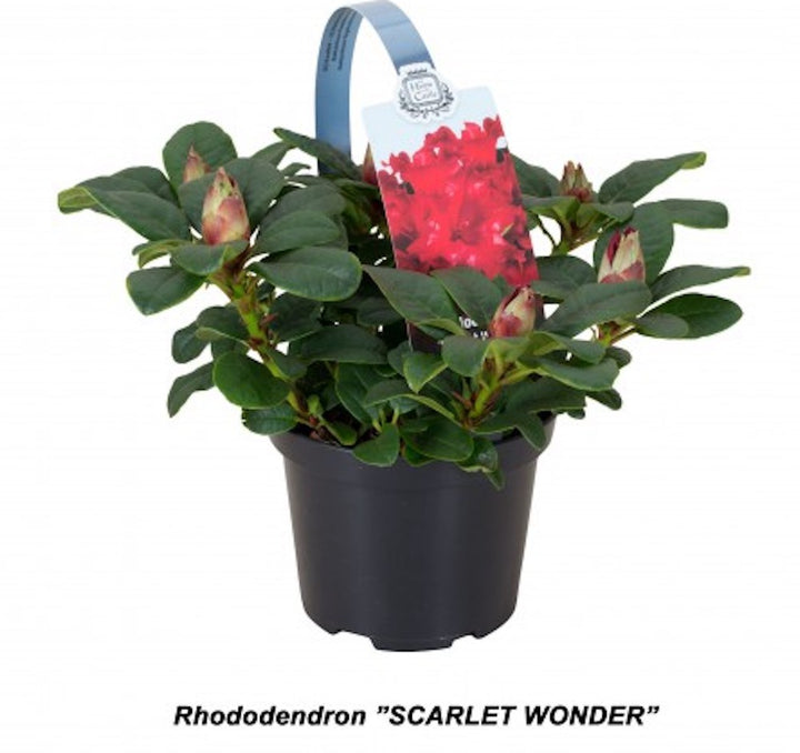 Azalee de gradina - Rhododendron de gradina, culori speciale, online, pret special