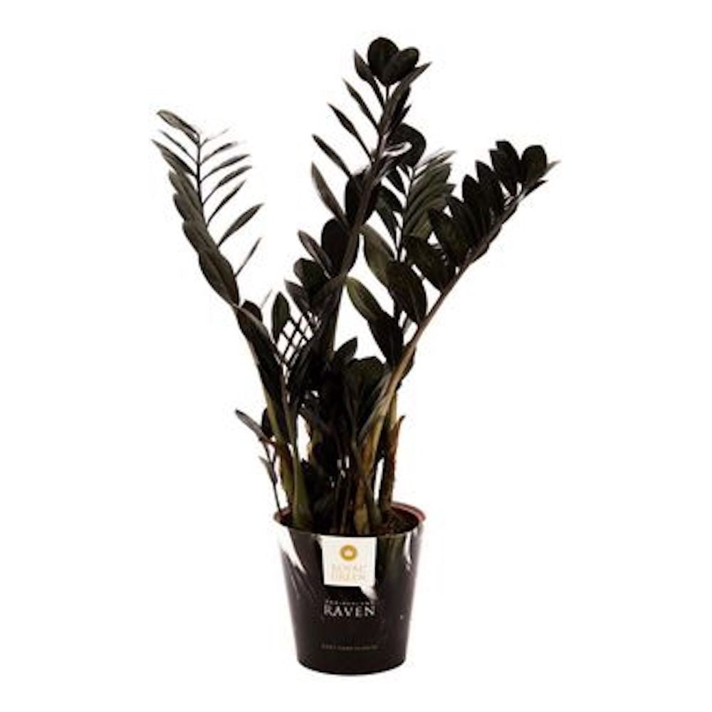 Zamioculcas zamiifolia raven, plante de birou, disponibile la cel mai bun pret online!