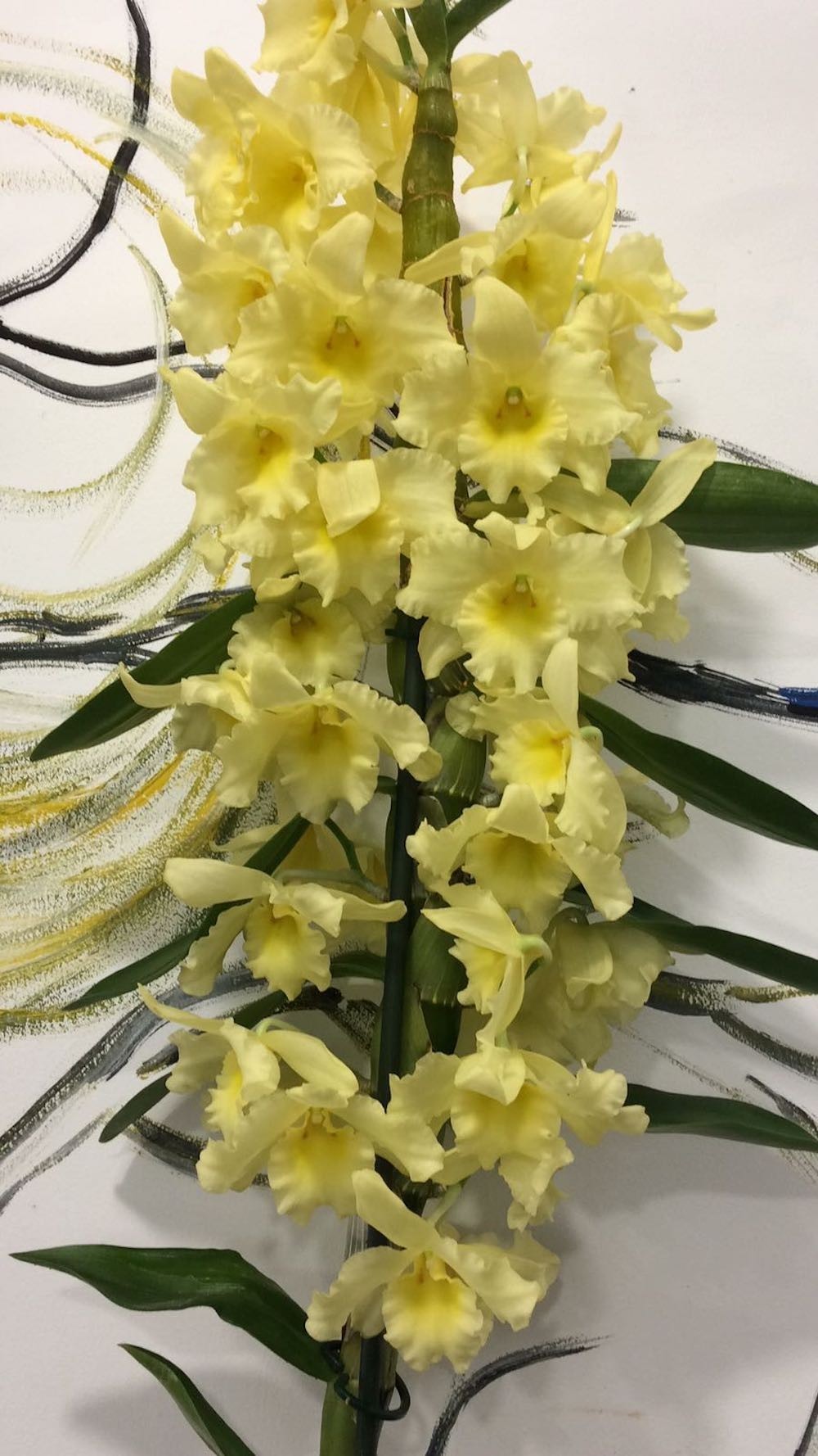 Dendrobium nobile galben - cel mai bun pret online!