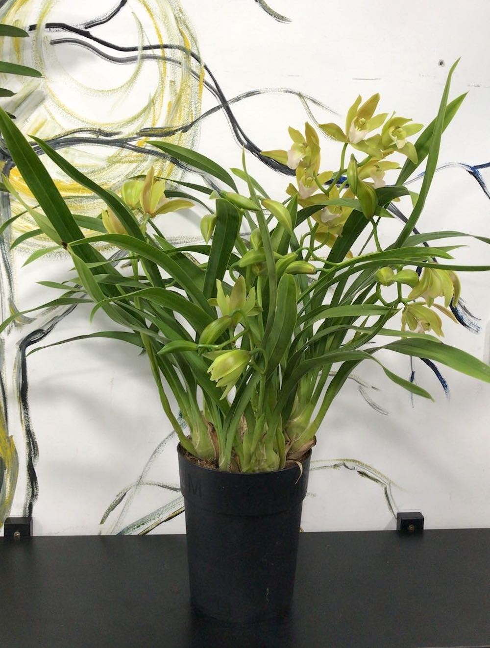 Orhidee Cymbidium verde Tiger Tail in ghiveci, la pret imbatabil