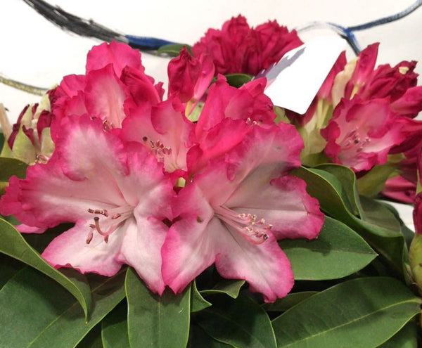 Azaleea de gradina sau Rhododendronul de gradina, disponibil, pret