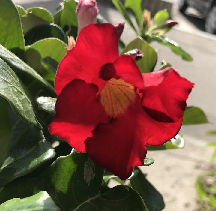 Bonsai cu flori mix- Adenium Obesum, Trandafirul Desertului - pret imbatabil!