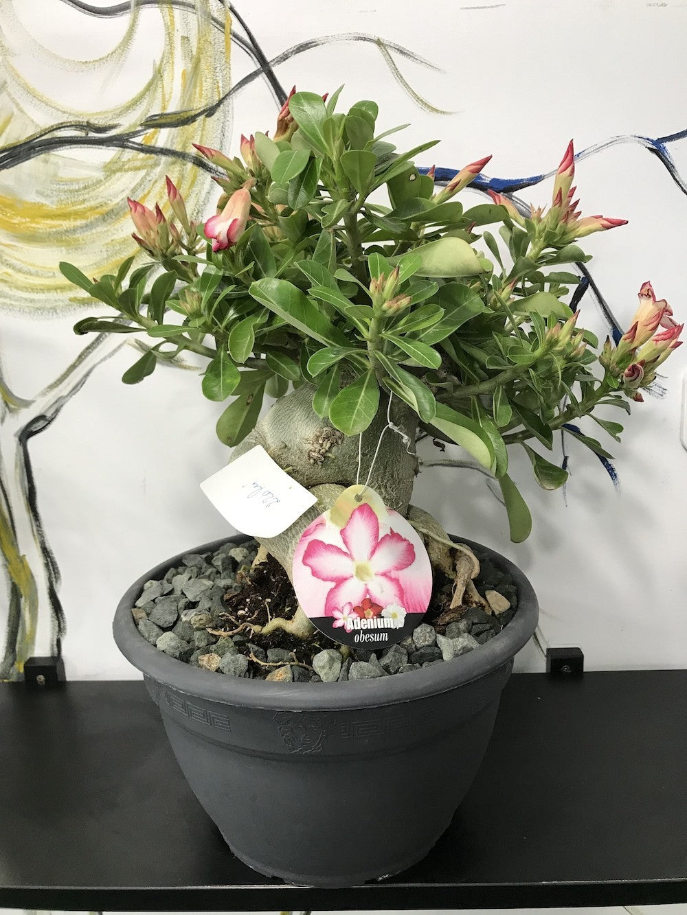 Bonsai cu flori mix- Adenium Obesum, Trandafirul Desertului - pret imbatabil!