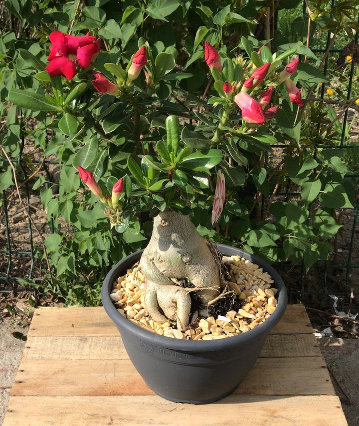 Bonsai cu flori mix- Adenium Obesum, Trandafirul Desertului - pret imbatabil!