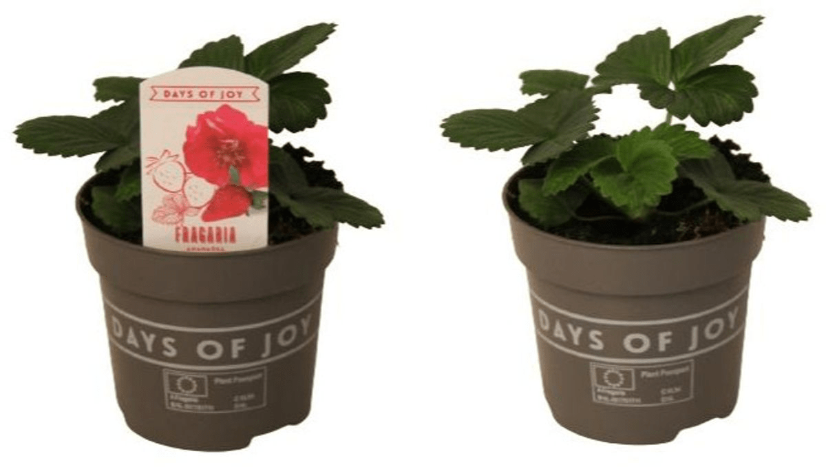 Capsun - Fragaria x ananassa 'Red Summer Breeze'