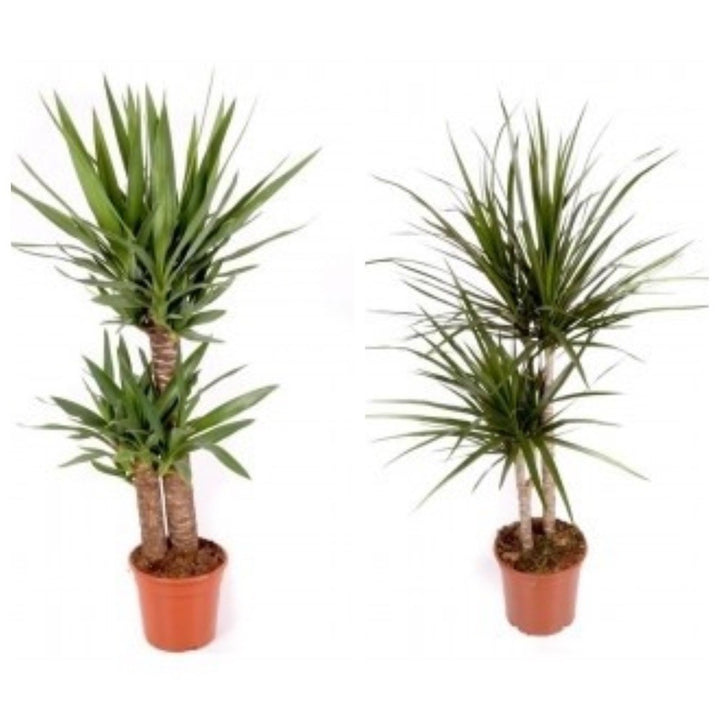 Plante de birou, apartament rezistente - Yucca si Dracaena, pret atractiv