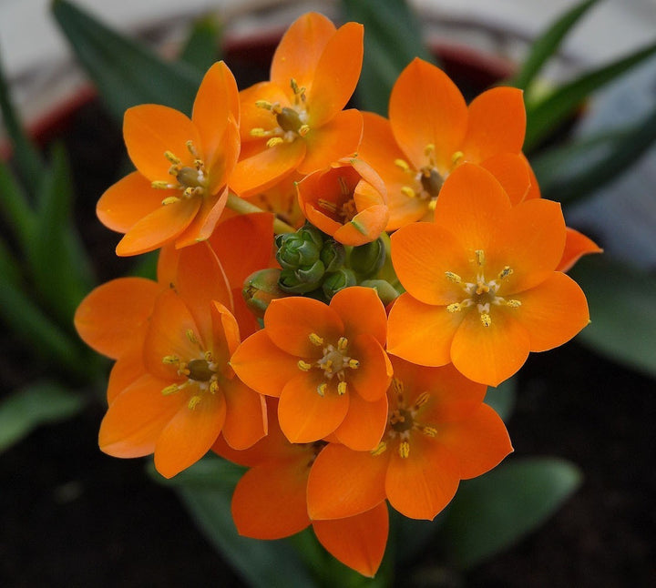 Ornithogalum dubium - Floarea Steaua din Bethleem