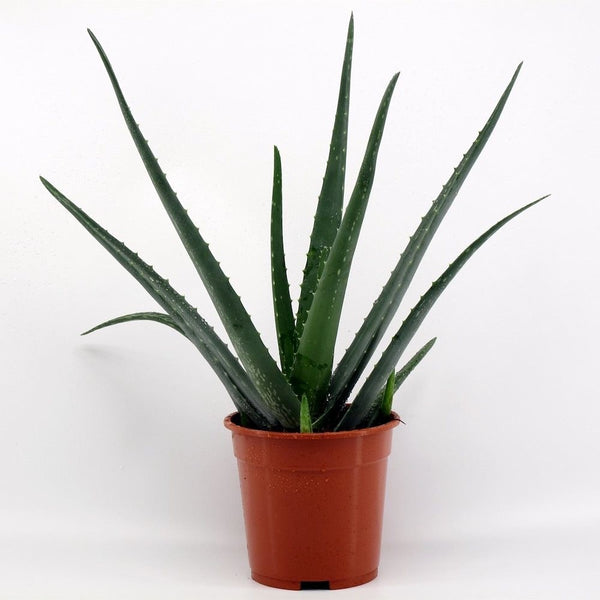 Planta Aloe Vera mare in ghiveci, de vanzare, la cel mai bun pret cu livrare!