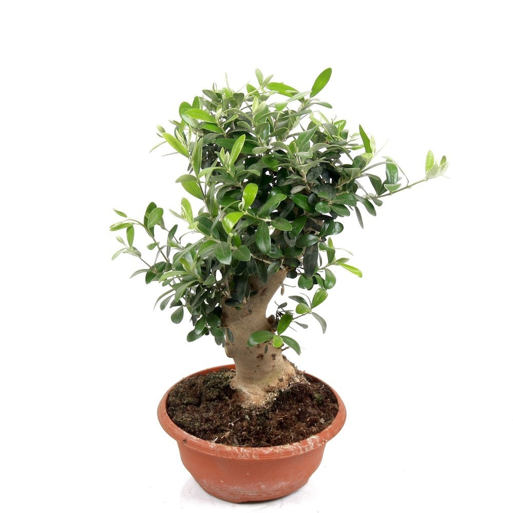 Maslin Bonsai in ghiveci - Olea Europaea, disponibil in magazin, pret atractiv