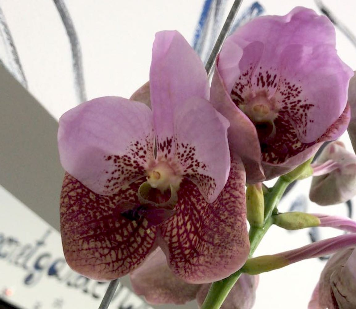 Orhidee Orhidee Vanda Elly Carroll (Two Tone Pink), pret atractiv!