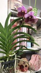 Orhidee Orhidee Vanda Elly Carroll (Two Tone Pink), pret atractiv!